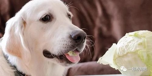 狗狗可以吃咸的东西吗,狗狗可以吃咸的东西吗?,狗到底能不能吃咸味的东西？