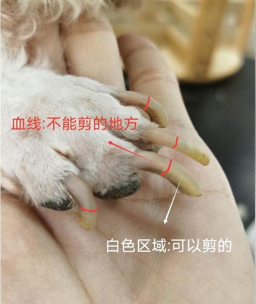狗狗断血线要断几次,狗狗断血线要断几次才能好,我家狗狗的指甲已经太长了，血线也长，但是现在爪子已经发红了。总舔？