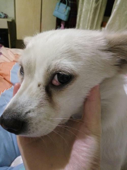 狗狗眼球中间有个白点,狗狗眼球中间有个白点图片,狗狗眼睛里长的这白白的疙瘩是怎么回事？狗狗？