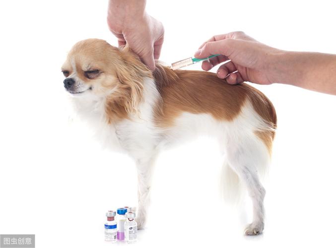 狗狗打疫苗期间可以驱虫吗,狗狗打疫苗期间可以驱虫吗有影响吗,狗狗疫苗和驱虫可以同时进行吗？