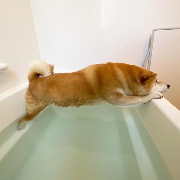 1个月的狗狗能洗澡吗,1个月的狗狗能洗澡吗为什么,一个月的柴犬可以洗澡吗？