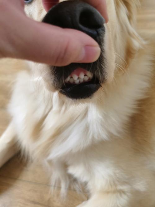 三个月狗狗牙齿图片,1—2月小狗牙齿图片,3个月大的金毛牙齿什么样子？