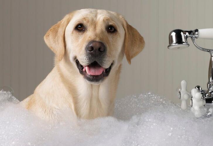狗狗可以用洗发水洗澡吗,狗狗可以用洗发水洗澡吗视频,家里的洗发水可以给狗狗洗澡么？
