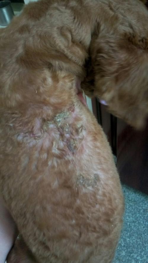 狗狗的皮肤病会传染给人吗,狗狗的皮肤病会传染给人吗图片,泰迪真菌感染不会传染人？
