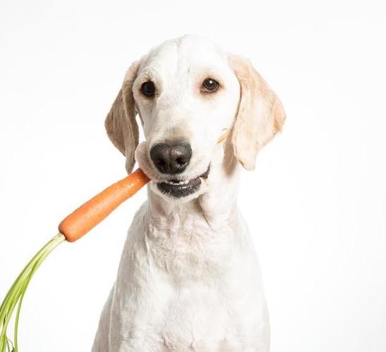 狗狗能吃萝卜,狗狗能吃萝卜吗白萝卜,狗狗可以吃生萝卜吗？