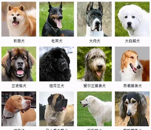 狗狗种类图片,178种狗狗种类图片,世界上有多少种狗？