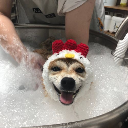 狗狗洗澡照片,狗狗洗澡照片头像,用什么给小狗洗澡最好？