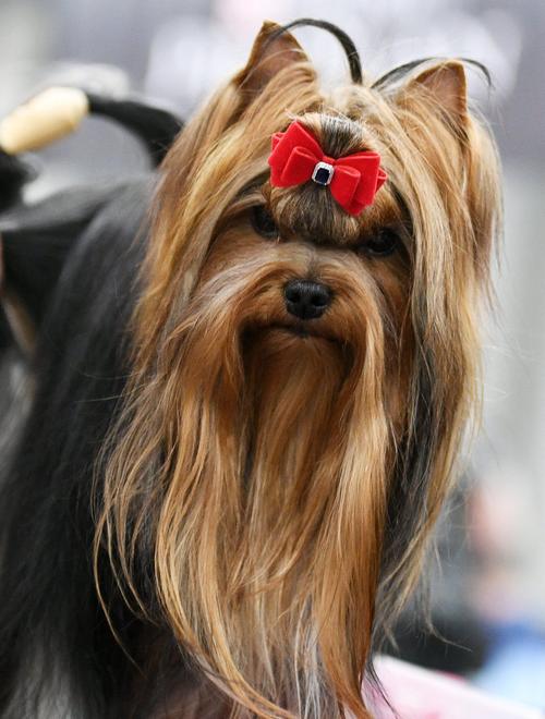 俄罗斯狗狗,俄罗斯狗狗品种大全,俄罗斯最出名的大狗？