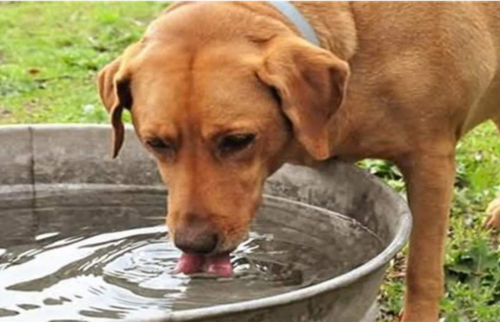 狗狗喝水视频,狗狗喝水视频放大80倍,我家狗将近10天没有吃饭，只喝水，急？
