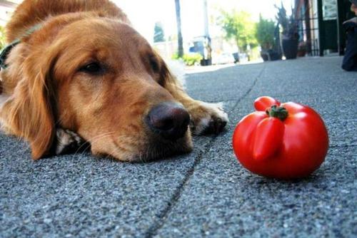 狗狗可以吃番茄,狗狗可以吃番茄吗生的,狗能吃西红柿吗狗狗爱吃酸甜的西红柿？