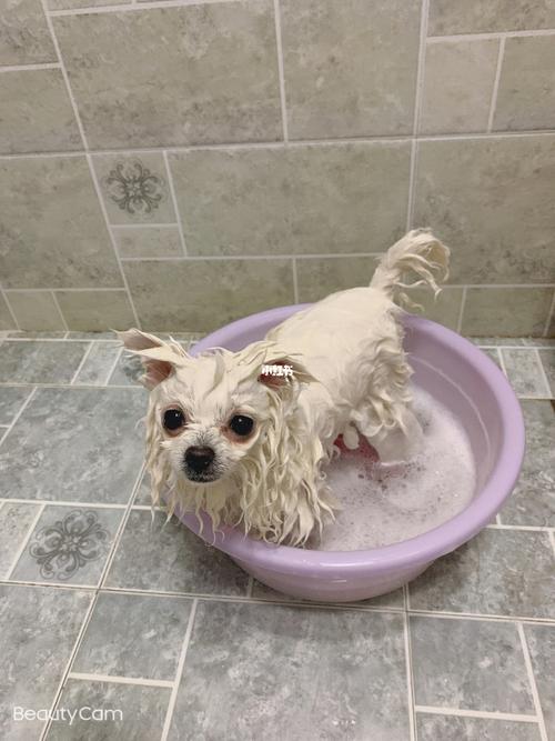 狗狗洗澡图,狗狗洗澡图案,我家狗狗满月了，想给它洗澡，自己在家给它洗澡应该注意哪些事项？谢谢？