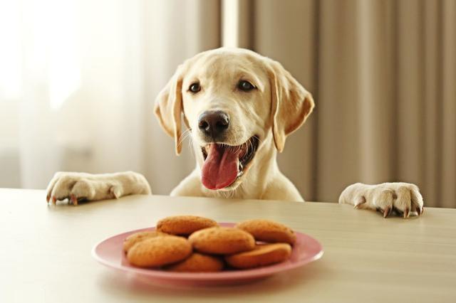 狗狗可以吃栗子,狗狗可以吃栗子不,狗为什么喜欢吃栗子？