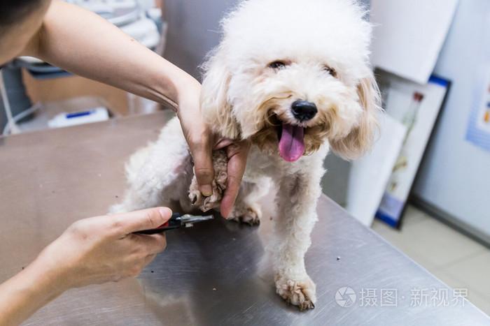 狗狗口蹄疫症状图片,治疗狗烂蹄子偏方,兽医可以给狗剪指甲吗？