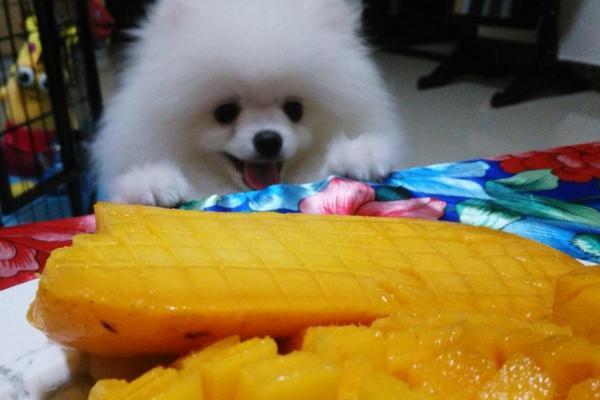 狗狗能吃芒果么,狗狗十大禁忌水果,为什么狗不可以吃芒果？