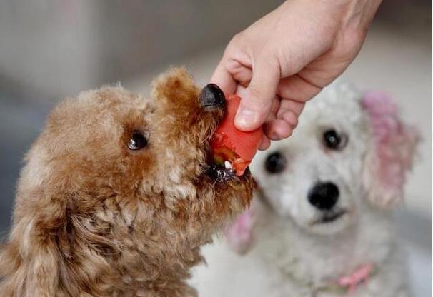 狗狗吃白萝卜,狗狗吃白萝卜有什么好处和坏处,泰迪狗能吃萝卜吗？