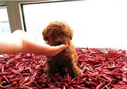狗狗能吃花椒吗,狗狗能吃花椒吗?,狗狗吃了生花椒？