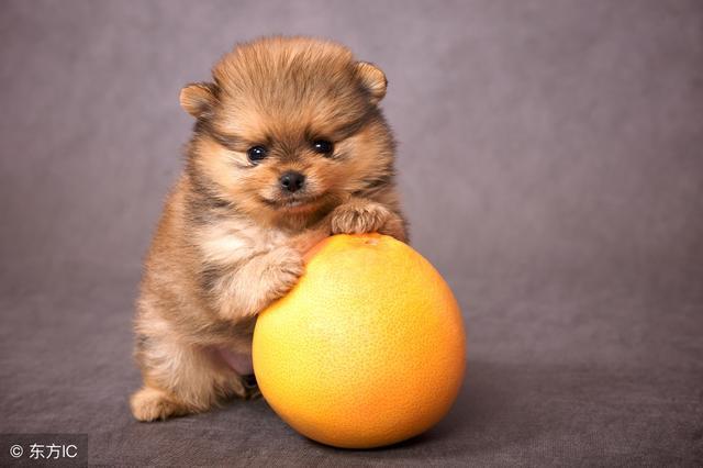 狗狗可以吃橙子,狗狗可以吃橙子不,幼犬可以吃橙子吗？