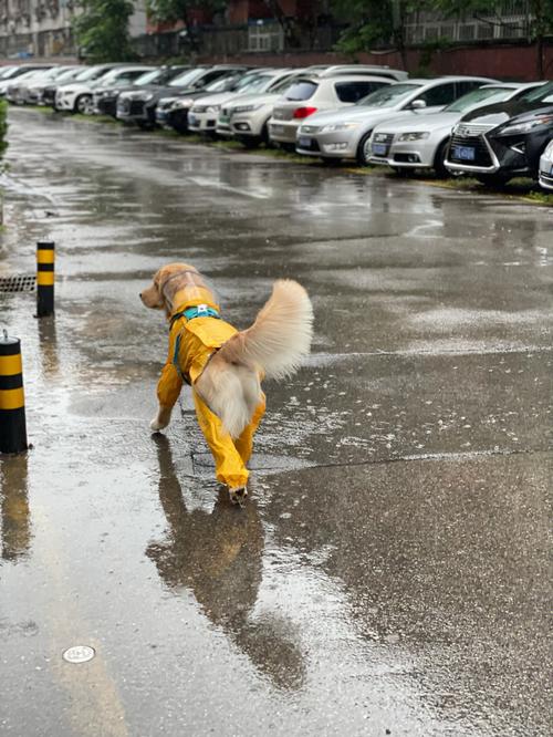 狗狗怕下雨吗,狗狗怕下雨吗?雨天可以遛狗狗吗?,下雨时小狗为什么在外面淋着不避雨？