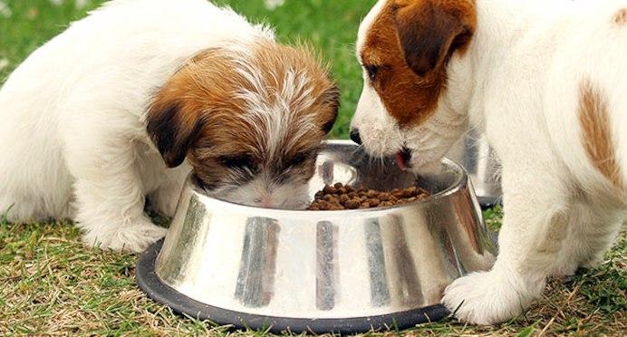 狗狗可以吃豆腐,狗狗可以吃豆腐不,三个月狗可以吃豆腐吗？