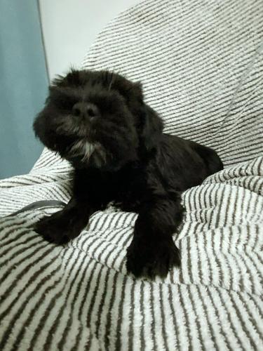 雪纳瑞黑色狗狗图片,雪纳瑞黑色狗狗图片多少钱一条,黑色雪纳瑞小时候的样子？