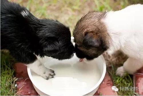 狗狗喜欢喝牛奶,狗狗喜欢喝牛奶怎么办,土狗能喝牛奶吗？