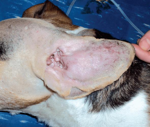 狗狗耳血肿手术,狗狗耳血肿手术一般多少钱,狗狗耳血肿自己能吸收吗？