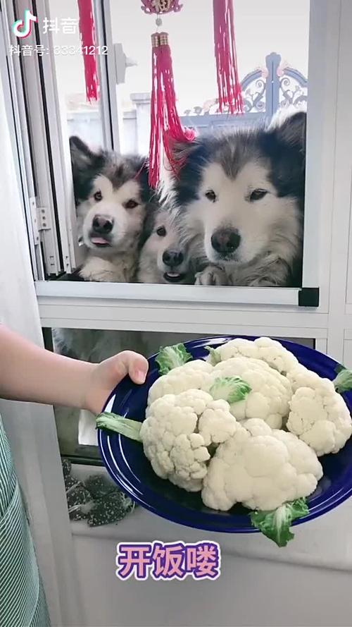 狗狗能吃花菜吗,狗狗能吃花菜吗?,狗狗可以吃生的菜花吗？