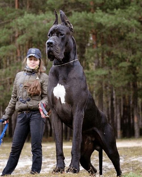 大型狗狗图片大全,大型狗狗图片大全大图,十大适合家庭养的大型犬排名？