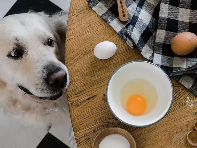狗狗天天吃蛋黄好吗,狗狗一天最多吃几个蛋黄,狗狗一周吃几个蛋黄？