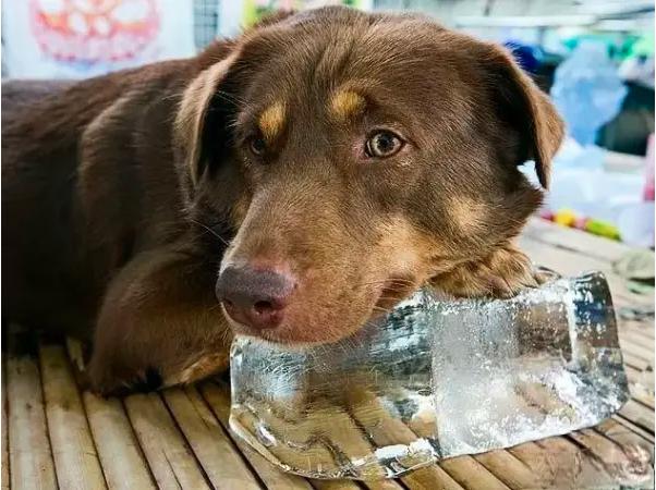 狗狗可以舔冰块吗,狗狗可以舔冰块吗为什么,下雪天狗狗需要穿衣服吗？