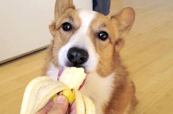 狗狗能吃芒果干吗,狗狗能吃芒果干吗?,为什么狗不可以吃芒果？