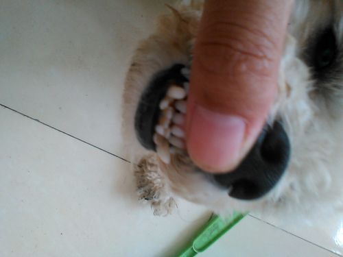 狗狗牙齿可以磨平吗,狗狗牙齿可以磨平吗图片,比熊犬牙能磨平吗？
