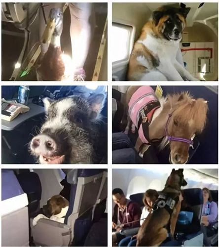 飞机可以托运狗狗吗,飞机可以托运狗狗吗国内,在深圳宝安机场如何托运宠物狗和猫？