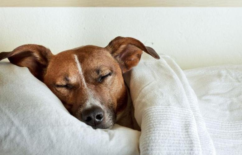 狗狗老睡觉正常吗,狗狗老睡觉正常吗为什么,狗狗总喜欢上床怎么办？
