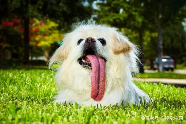 狗狗总是吐舌头,狗狗总是吐舌头喘气怎么回事,狗为什么一直不停地吐舌头？