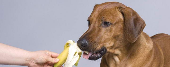 狗狗可以吃香蕉么,狗狗可以吃香蕉么吗,狗狗爱吃香蕉怎么办？