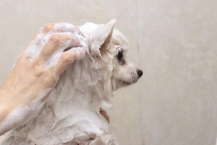 狗狗晚上可以洗澡吗,,狗狗发情期可以洗澡吗？