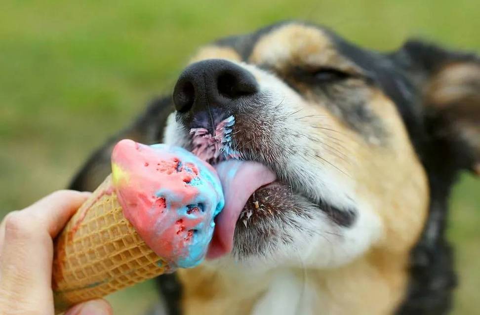 狗狗可以吃冰淇淋吗,狗狗可以吃冰淇淋吗为什么,狗狗可以吃蛋糕吗？