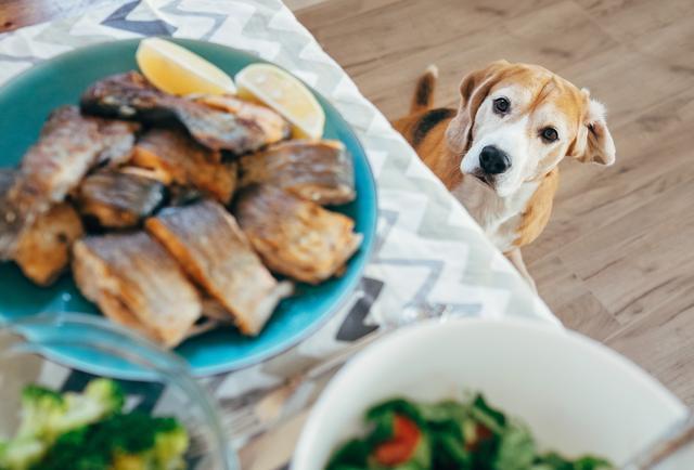 狗狗能吃鱼干吗,狗狗能吃鱼干吗为什么,狗能吃鱼吗？