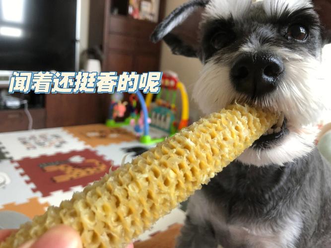狗狗能吃玉米肠吗,狗狗能吃玉米肠吗?,小狗能啃玉米骨头嘛？