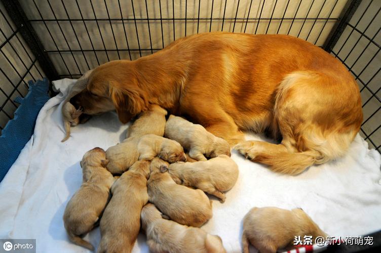 狗狗生产需要几个小时,狗狗生产需要几个小时怎么看小狗生的男孩女孩,狗狗最早几天生产？