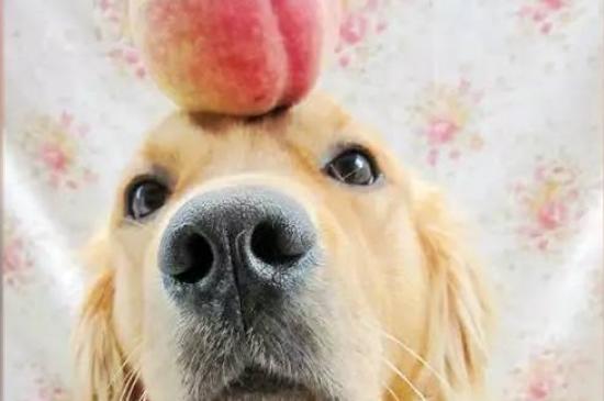 狗狗可以吃毛桃吗,狗狗可以吃毛桃吗?,狗狗可以吃桃子吗？