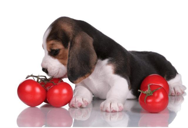 番茄狗狗可以吃吗,番茄狗狗可以吃吗?,狗吃番茄可以吗？