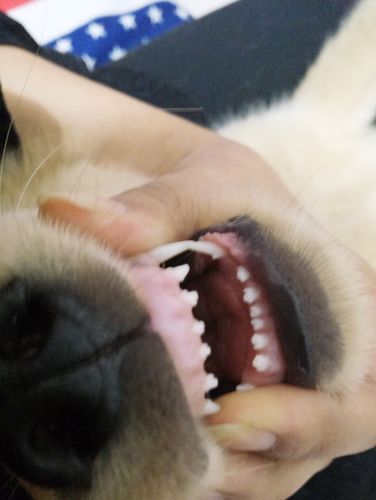 狗狗臼齿的位置图片,狗狗臼齿的位置图片大全,狗牙和人牙的区别？