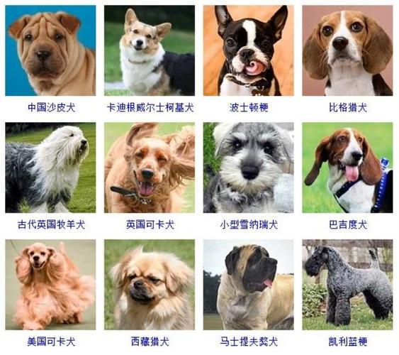 狗狗类型及图片大全,狗狗类型图片及名称及价格,狗的所属类别分布区域形态结构和生活习性？