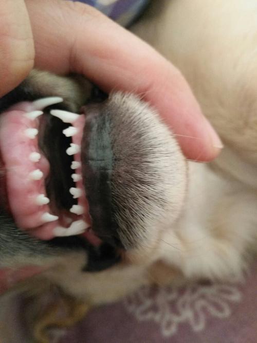 狗狗啃骨头牙龈出血,狗狗啃骨头牙龈出血怎么办,拉布拉多犬为什么会牙龈出血？