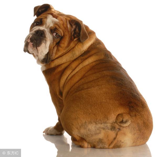 狗狗吃啥能长胖,狗狗吃啥能长胖点,怎么让狗变胖？