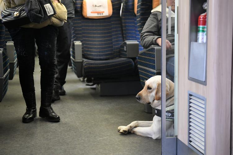 狗狗能做高铁吗,狗狗能坐高铁吗,宠物狗可以坐高铁？