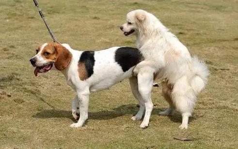 狗狗交配全过程,三条狗连在一起分不开,狗狗配种的方法有哪几种？