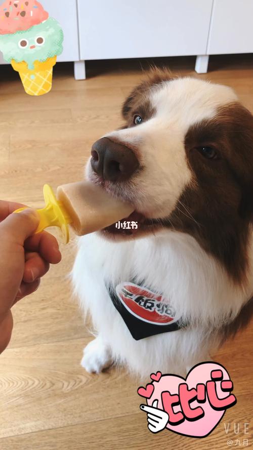 狗狗可以吃冰激凌吗,狗狗可以吃冰激凌吗夏天,边牧能吃冰淇淋吗？